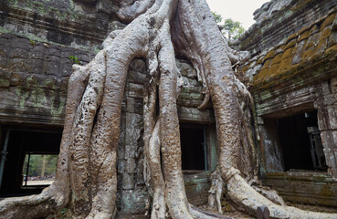 Fototapeta premium Ta Prohm was Jayavarman VII's first major temple, and an ancestral temple dedicated to his mother