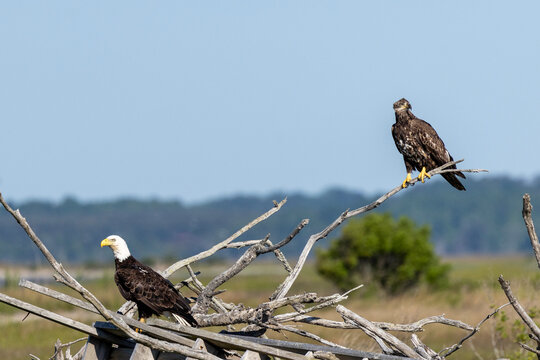 American bald eagle and juvenile on beach in Virginia USA