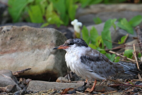 common tern fledgling