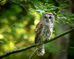 Fototapeta premium Barred Owl perched on Branch in Wooded Area with Depth of Field