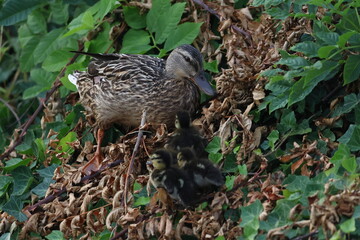 Fototapeta premium ducklings