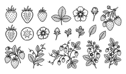 Hand drawn strawberry botanical collection with flowers, leaves, berries and detailed garden plant illustrations © Boloram