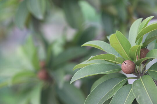 Fresh sapodilla fruit with green leaves on a tree, showcasing tropical fruit and natural agricultural beauty