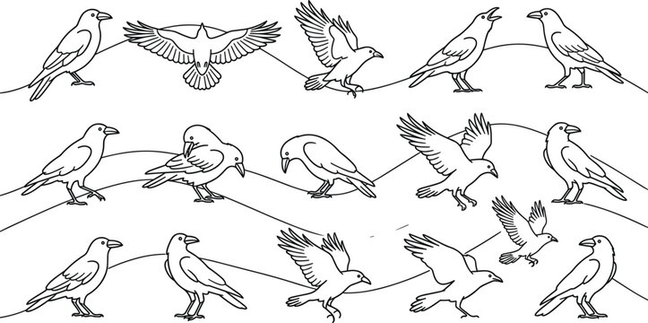 Set of black crows in various poses, handdrawn vector illustration of ravens