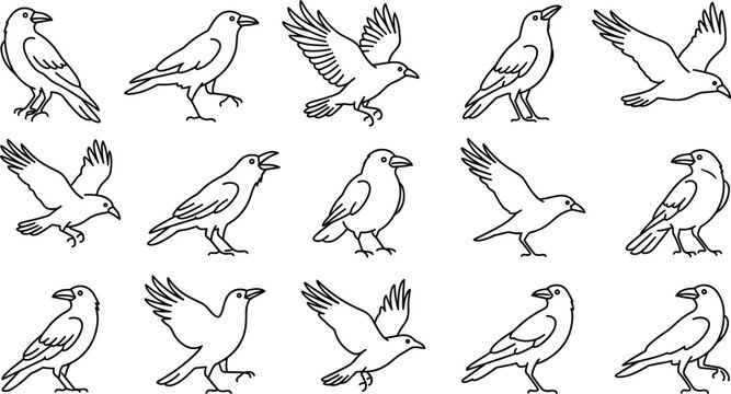 Set of black crows or ravens in different poses, vector illustration