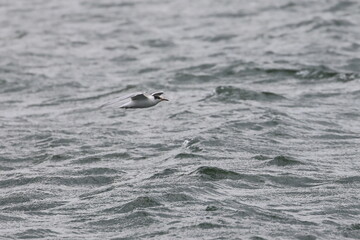 Fototapeta premium common tern fledgling