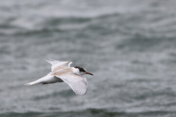Naklejka premium common tern fledgling