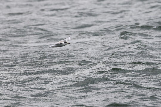 common tern fledgling