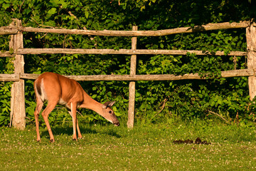 Naklejka premium Funny White Tailed Deer doe in a horse pasture looking quizzical at a pile of horse manure 