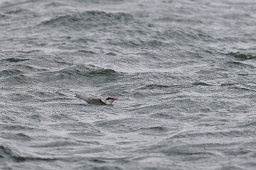 Fototapeta premium common tern fledgling