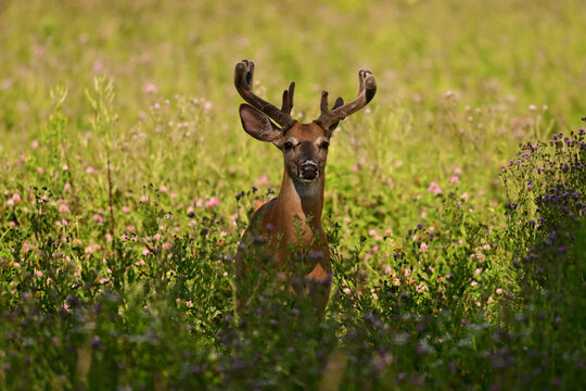 A White Tailed Deer buck stands in a summer medow of colorful wild flowers