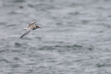 Fototapeta premium common tern fledgling