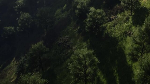 Sunlight falls on green hills covered with trees. The slopes display rocks and vegetation. This scene captures the essence of nature and the outdoors during the day.
