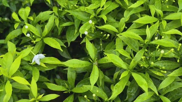 Vibrant green foliage with a single white flower amidst lush leaves in a natural garden setting