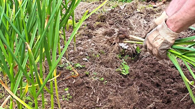 Close-up view of garlic harvesting process in a home vegetable garden. A person carefully pulls mature garlic bulbs with green stalks from the soil. Organic farming and sustainable agriculture 