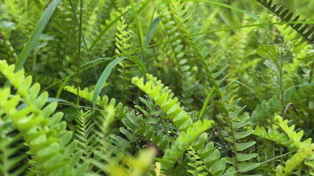 Lush green ferns in a vibrant forest setting with intricate patterns and natural sunlight