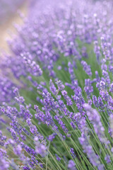 Obraz premium Sunset over a summer lavender field. Landscape with rows of lavender