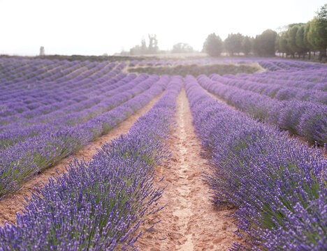 Sunset over a summer lavender field. Landscape with rows of lavender