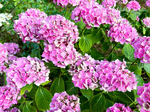 Pink hydrangea plant in flower in a garden