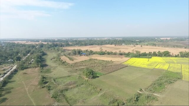 Aerial drone view of green agricultural paddy fields and a rural road in Majuli Assam India