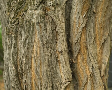Close-up of the deeply furrowed bark of an old black locust tree (Robinia pseudoacacia).