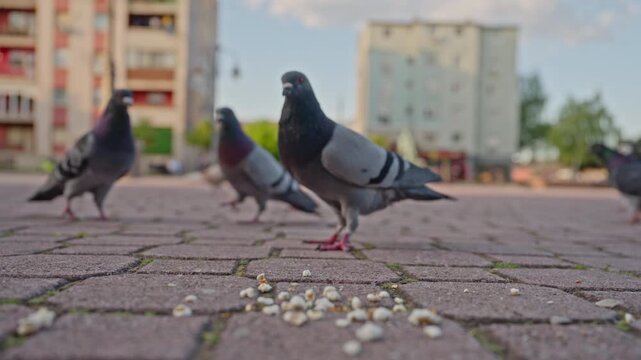 Pigeons feeding on scattered popcorn grains on city pavement, urban wildlife scene with low angle perspective, 4K