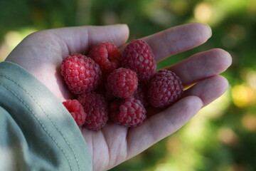 Handful of Fresh Ripe Raspberries in Garden Organic Harvest Concept © Jekaterina