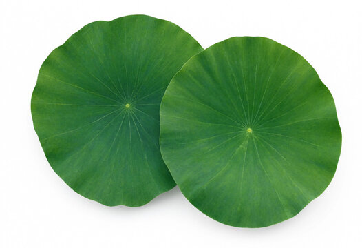 Two fresh green lotus leaves isolated on white background