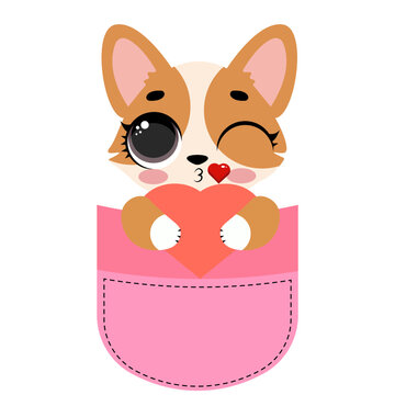 Cute corgi dog sitting inside a pink pocket illustration isolated on white background lovely puppy character print design for kids nursery t-shirts stickers and cards