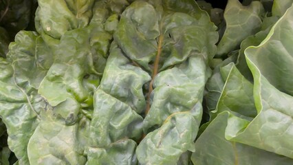 Fototapeta na wymiar Close up of fresh green leafy vegetables, conceptually illustrating agricultural food safety warnings, grocery recalls, and cyclospora outbreaks