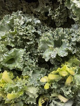 Close up of fresh green leafy vegetables, conceptually illustrating agricultural food safety warnings, grocery recalls, and cyclospora outbreaks