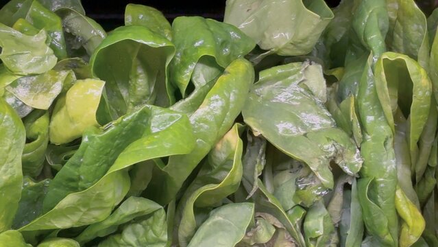 Close up of fresh green leafy vegetables, conceptually illustrating agricultural food safety warnings, grocery recalls, and cyclospora outbreaks