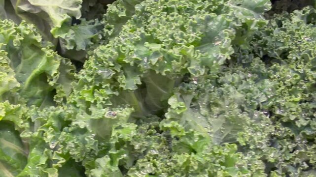 Close up of fresh green leafy vegetables, conceptually illustrating agricultural food safety warnings, grocery recalls, and cyclospora outbreaks