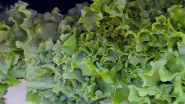 Close up of fresh green leafy vegetables, conceptually illustrating agricultural food safety warnings, grocery recalls, and cyclospora outbreaks
