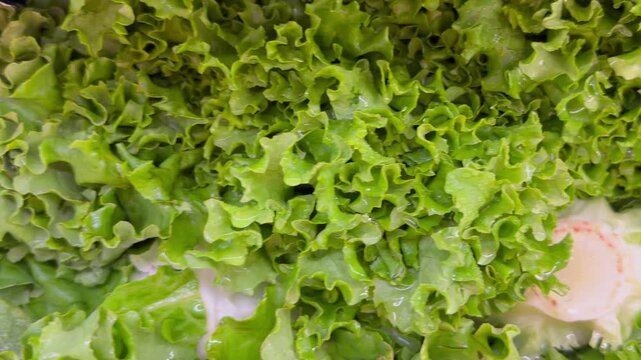 Close up of fresh green leafy vegetables, conceptually illustrating agricultural food safety warnings, grocery recalls, and cyclospora outbreaks
