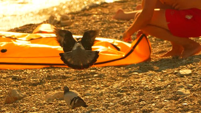 Pigeon takes flight near a person inflating an orange raft on a rocky beach at sunset. Static low angle side view shot.