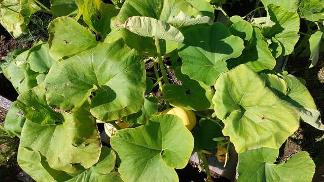 Yellow pumpkin ripening under broad leaves in vegetable garden bed