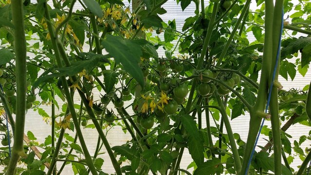 Cherry tomato plant with green fruit clusters and yellow blossoms together