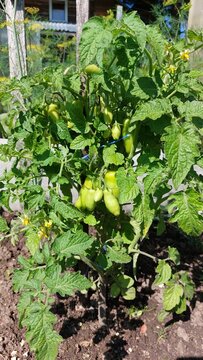 Elongated cherry tomato clusters ripening on staked plant, outdoor vegetable garden