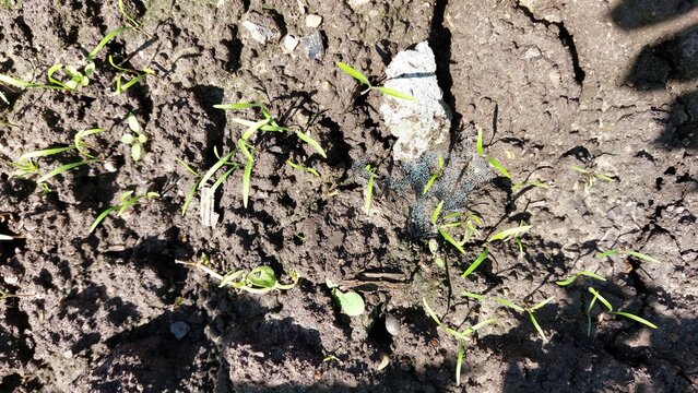 Young dill shoots growing on cracked soil near dew-covered spider web, garden closeup