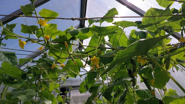 Cucumber vines with yellow flowers climbing bamboo trellis in sunlit greenhouse, wide angle