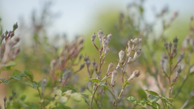 Rose buds and leaves move on bush with soft blurred background. Concept of garden plants and natural foliage