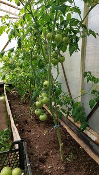Rows of tall tomato plants with green fruit clusters in greenhouse bed, wide view