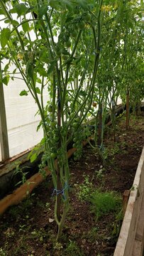Heavy trusses of green tomatoes weighing down staked vines in greenhouse row