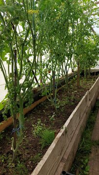 Long greenhouse row of staked tomato plants with ripening yellow-green fruit