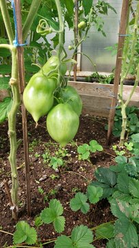 Unusual pear-shaped green tomatoes hanging in cluster, unique variety greenhouse closeup