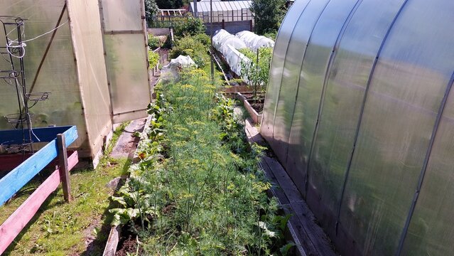Aerial view of vegetable garden path between greenhouses with dill and beet rows