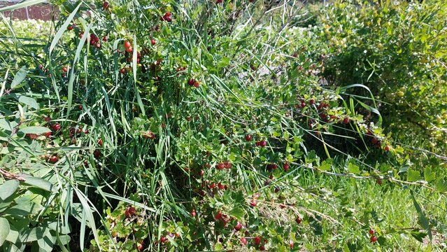 Ripe red gooseberries growing on overgrown bush among tall grass, garden harvest