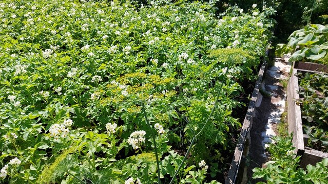 Flowering potato field with dill blossoms along wooden garden path, top view