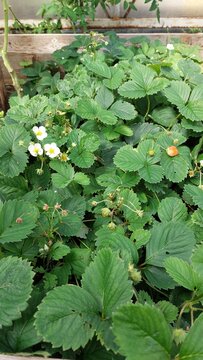 Strawberry plant with white blossoms and ripening red berry, dense foliage closeup
